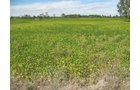 Property photo 1 - 110+/- Acres offered in 4 Tillable Tracts